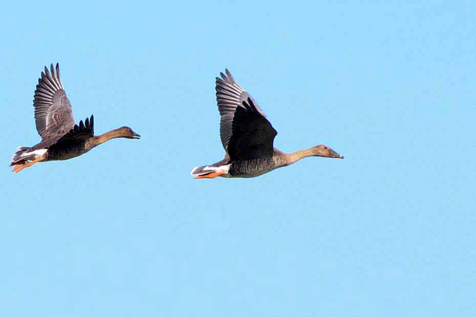 Ryukyu Life 8 Images of Tundra Bean Geese in Flight