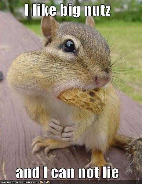 Big Nuts Squirrel Meme