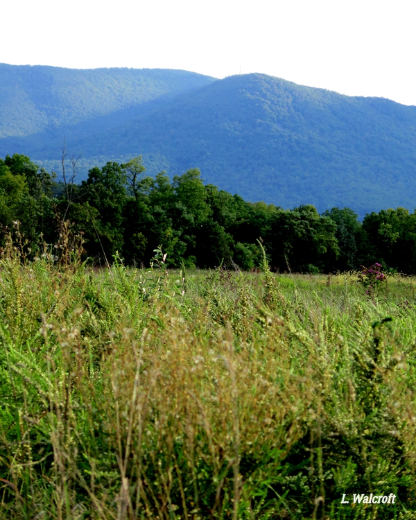 The View from Squirrel Ridge Local Park, Cedar Creek Battlefield