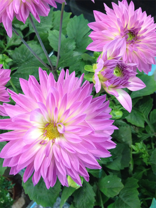 Jenny Strandh Every day flowers Vackra dahlior!