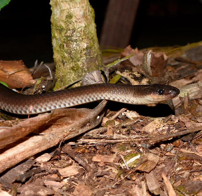 Slaty Grey snake - in the garden