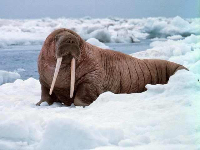 كيف تعيش الحيوانات في القطب الشمالي؟ Animal_adaptations_walrus