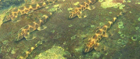cá thằn lằn là loài cá lạ mắt trong bể thủy sinh