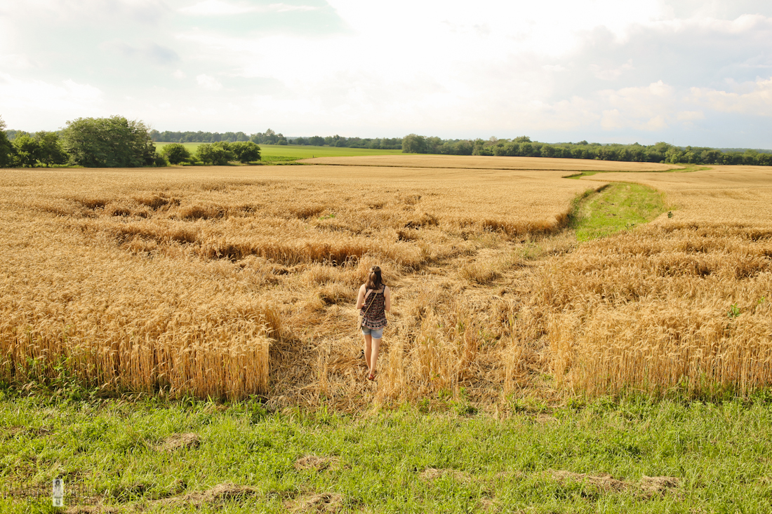 Farmgirl Paints the wheatfield