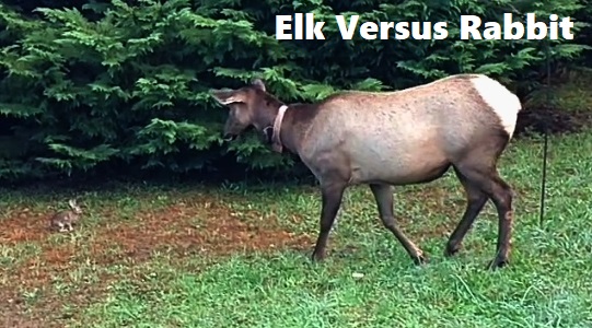 Bunny Rabbit Versus Elk