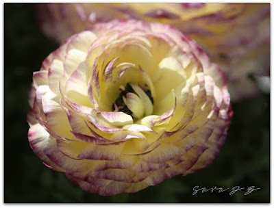 Ranunculus 'Maché Vanilla Rose'