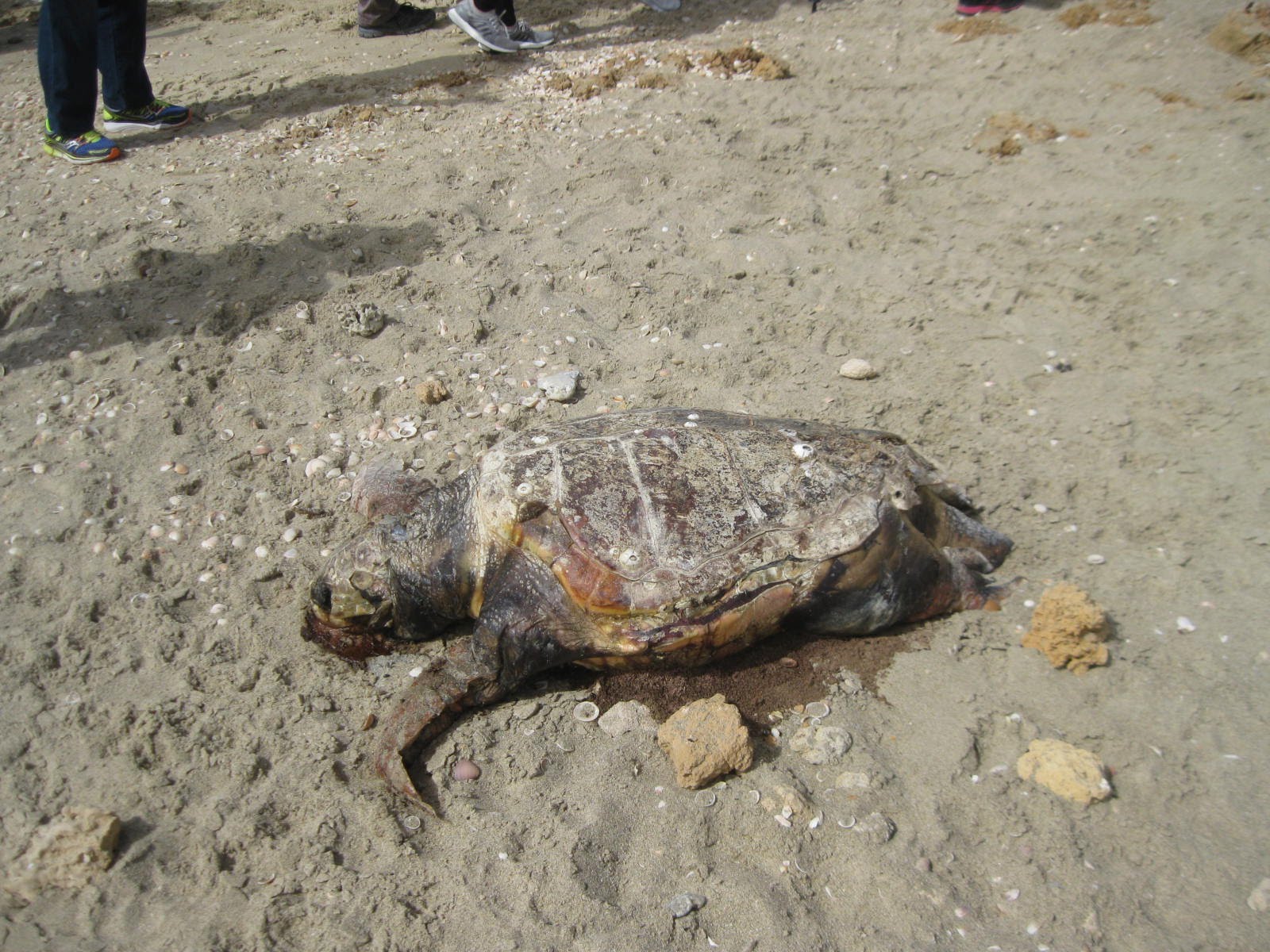 Jerusalem Hills daily photo: Sea turtle egg-laying season at the