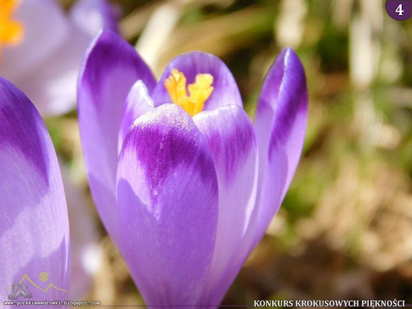 Szafran spiski (Crocus scepusiensis).