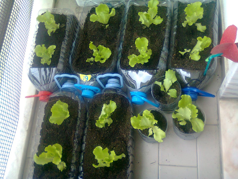 My Heirloom Seeds Lettuce in a Bottle