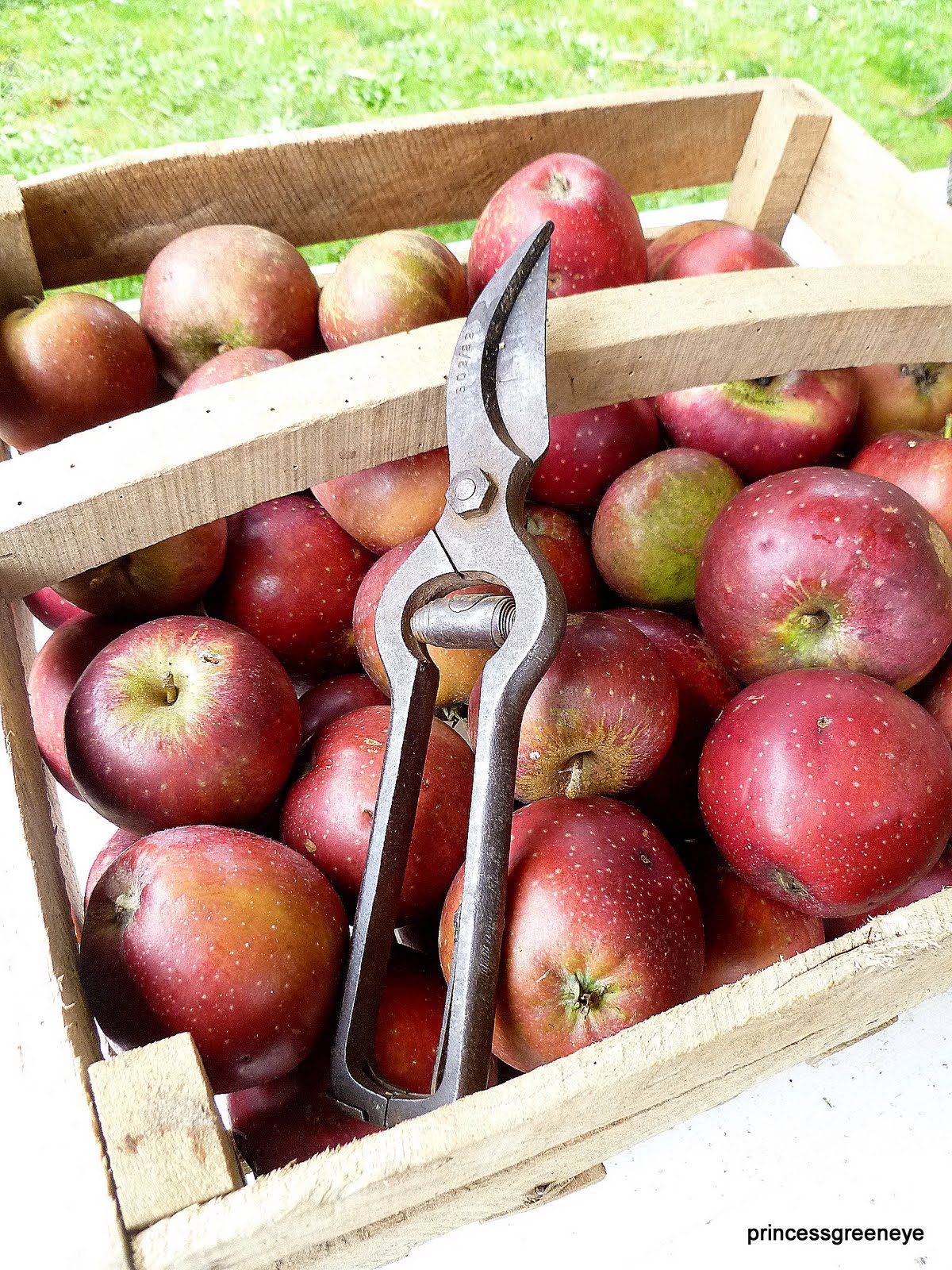 princessgreeneye Reiche Ernte&hellip;&hellip;&hellip;