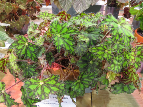 Philadelphia Flower Show 2020 - Begonia Persian Brocade