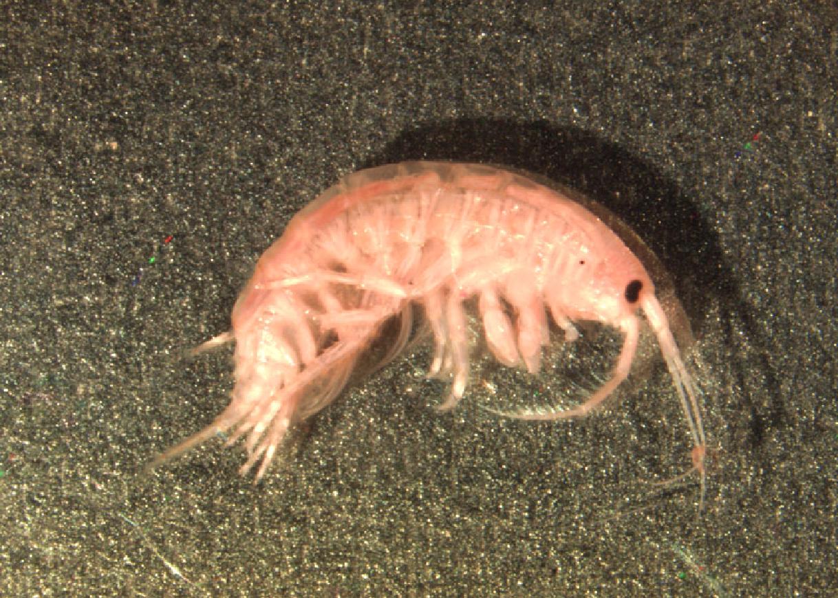 креветка криль. бокоплав озерный. рачки это. рачки это. байкал рачок эпишура.