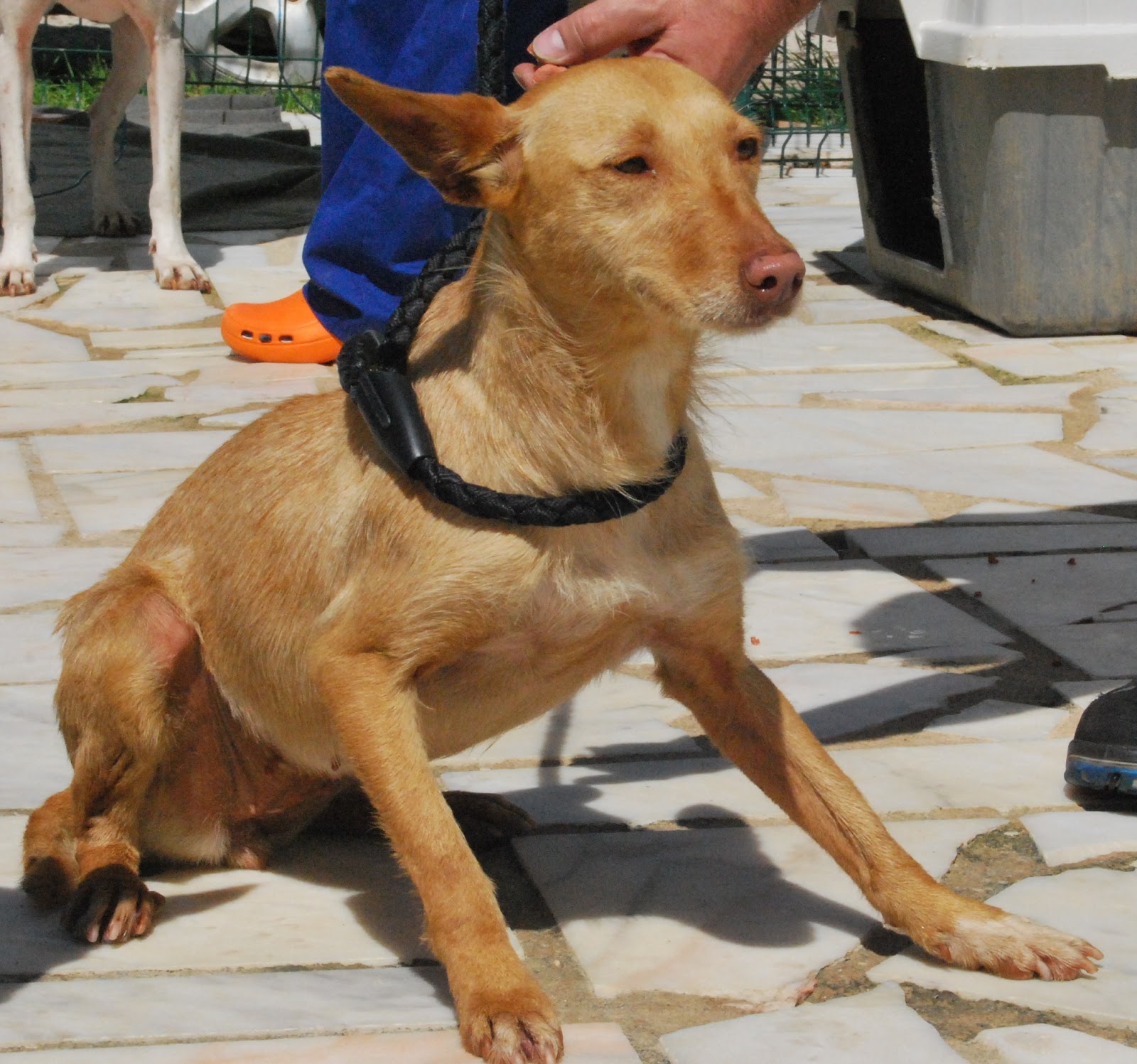 Hunde aus ZentralPortugal adoptieren Fininha