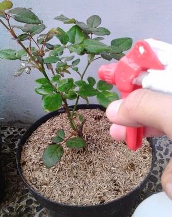 Cara Merawat Mawar di Pot Rangkuman Cara Bertanam Lengkap