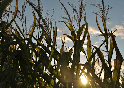 Locally grown vodka corn and sunset