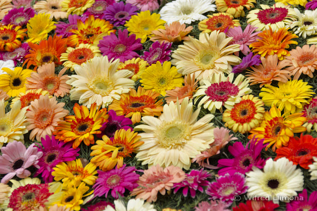 Fotografías artísticas. Alfombra de flores para decorar F00506 de Wifred Llimona