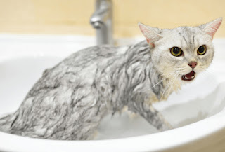  Tafsir Mimpi Menyelamatkan Kucing Tenggelam #99 Tafsir Mimpi Menyelamatkan Kucing Tenggelam