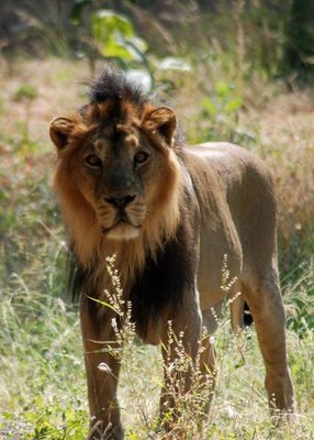 about lion in hindi wikipedia about lion in hindi wikipedia