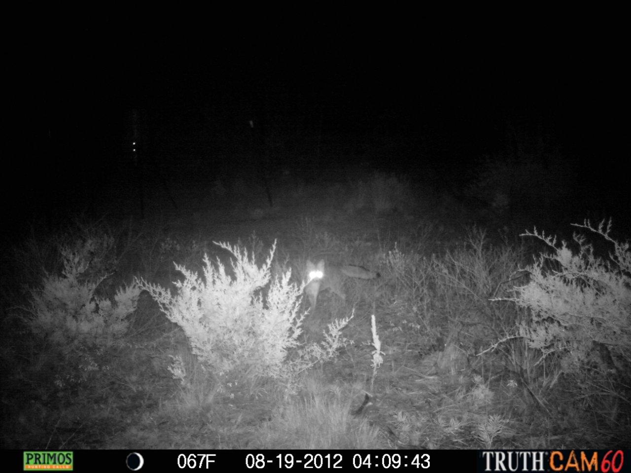 Wild ed s texas outdoors texas deer feeders help all kinds of wildlife