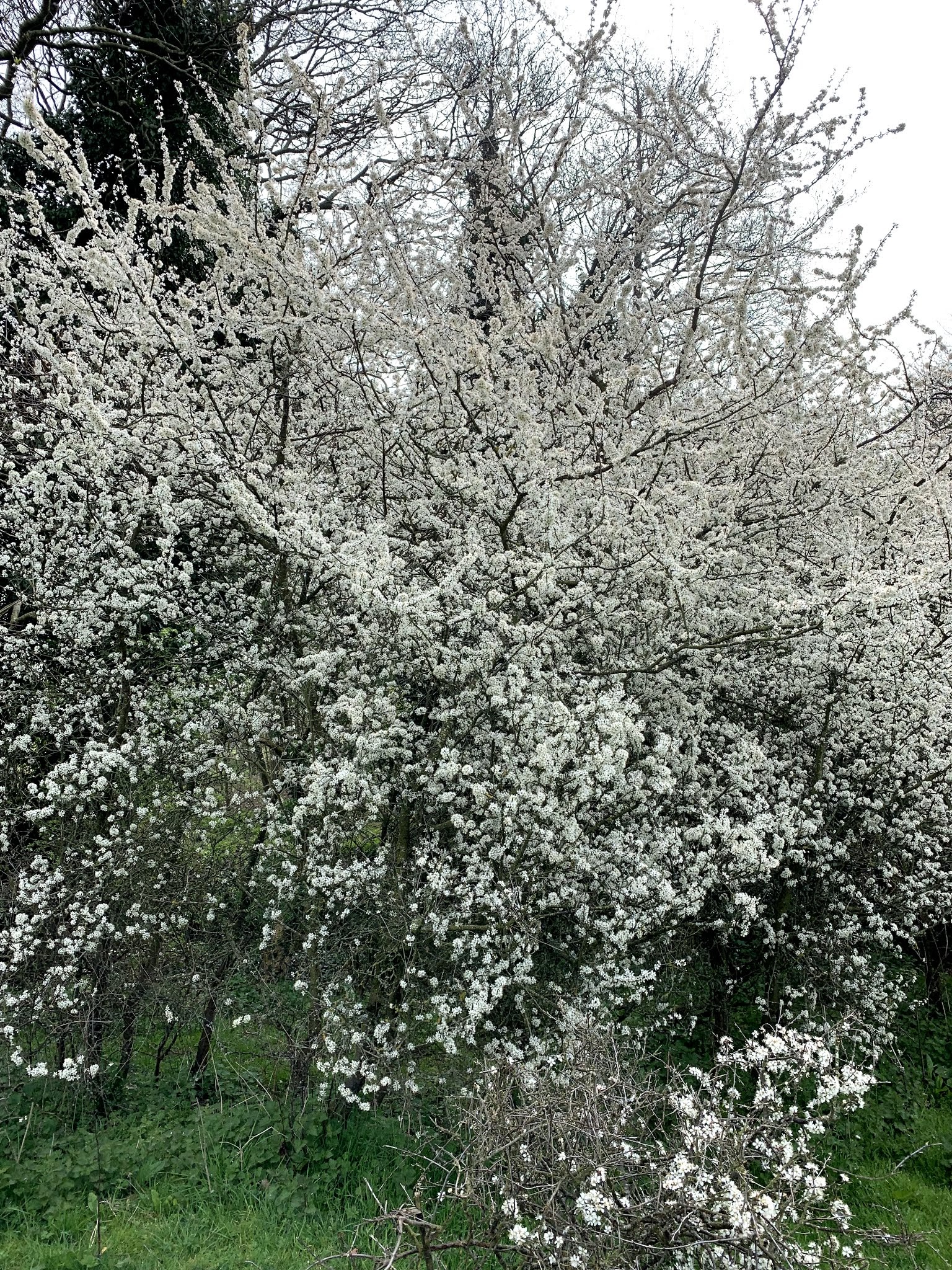 bush covered in white petals