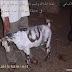 Wonders:-God's Name Spotted On The Body Of A Goat