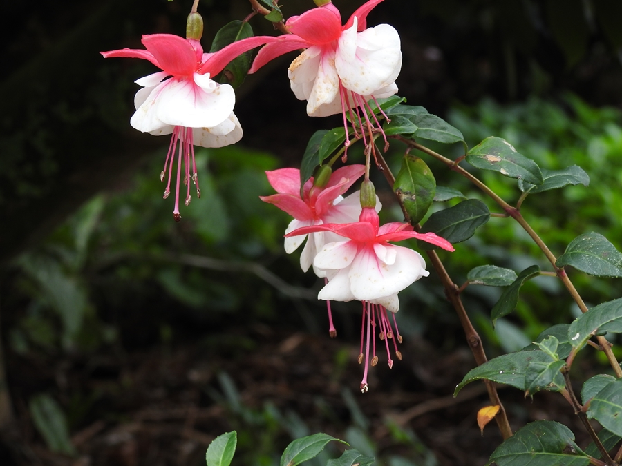 photographing New Zealand flowers in winter