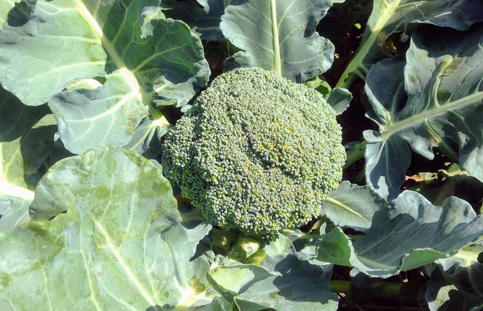 4 Langkah Budidaya Brokoli  Dari Biji hingga Panen Milano 