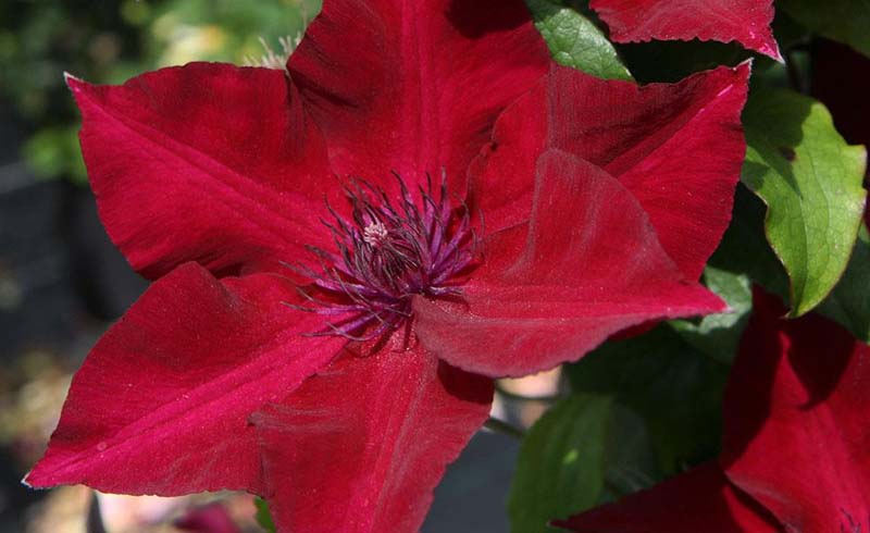 Nubia Clematis