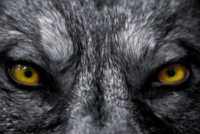 close up of wolf eyes looking at you