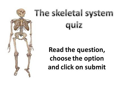 We LOVE English!: The skeletal system quiz