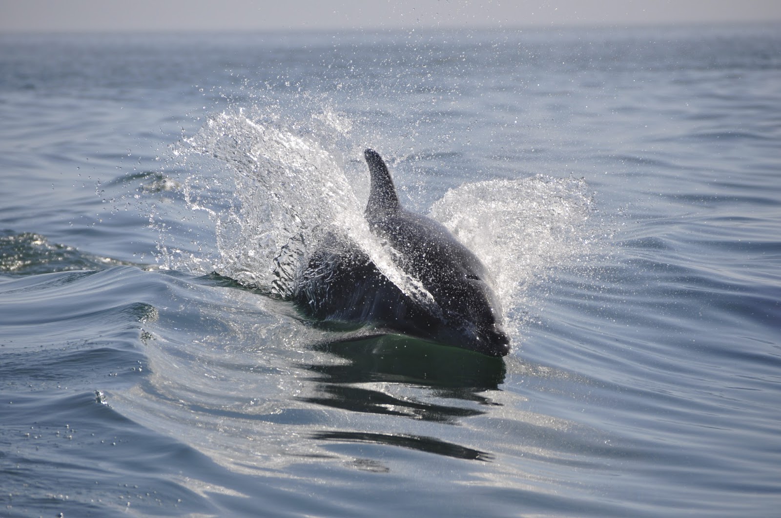 A dolphin swimming across the ocean. A dolphin swimming across the ocean.