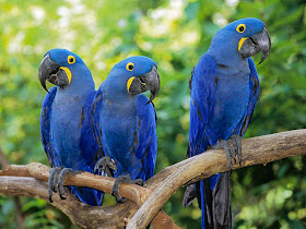 MY BIRDS PICS: PARROT'S PRICE IN INDIA