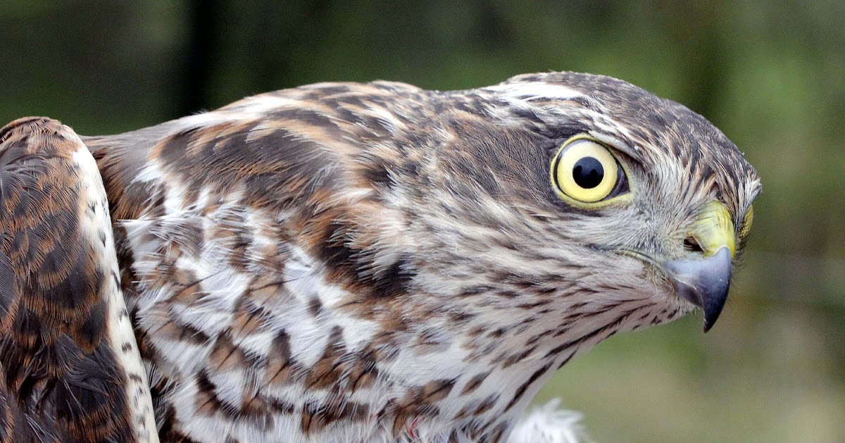 Another Bird Blog Wood You Believe It?