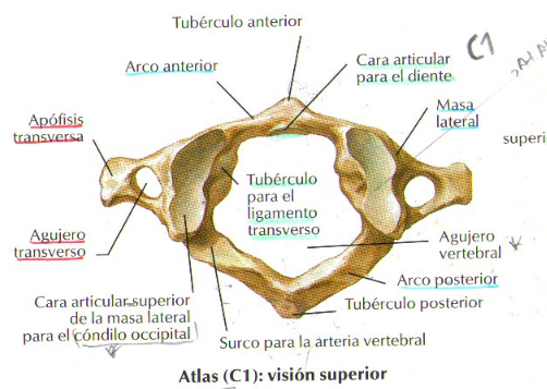 Morfofunción: Cabeza y cuello: Atlas