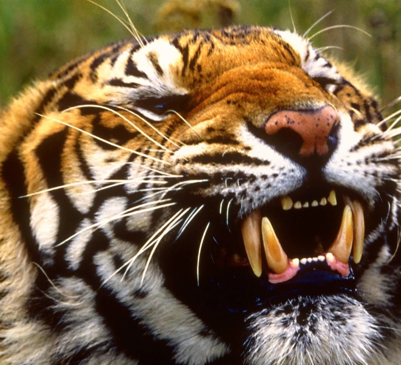 Atração que coloca humanos contra tigre, reúne visitantes em zoológico nos Estados Unidos