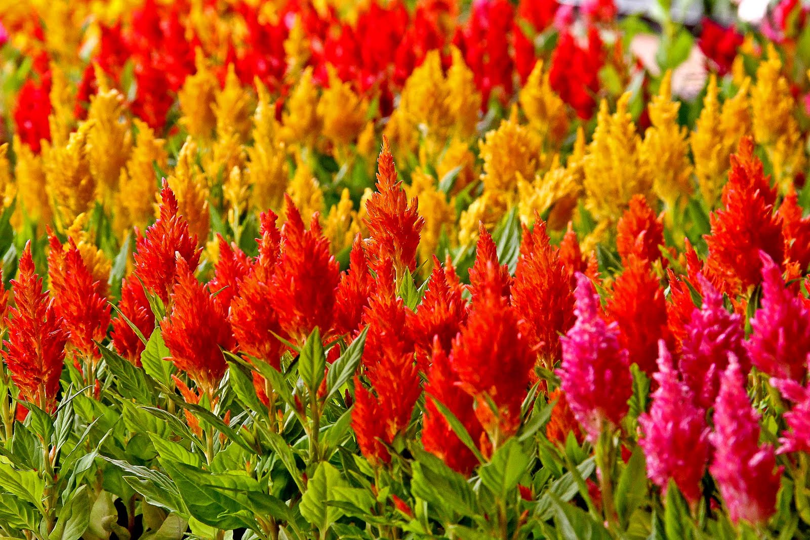 Photos by Stan: Celosia [Today's Flowers]