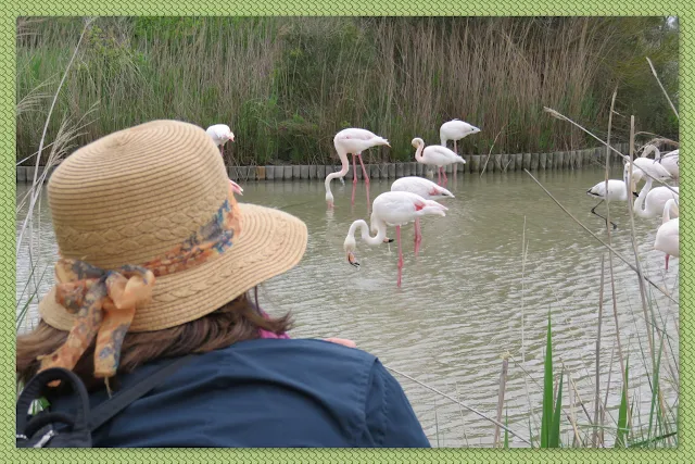 Watching the Pink Flamingos of the Camargue, France