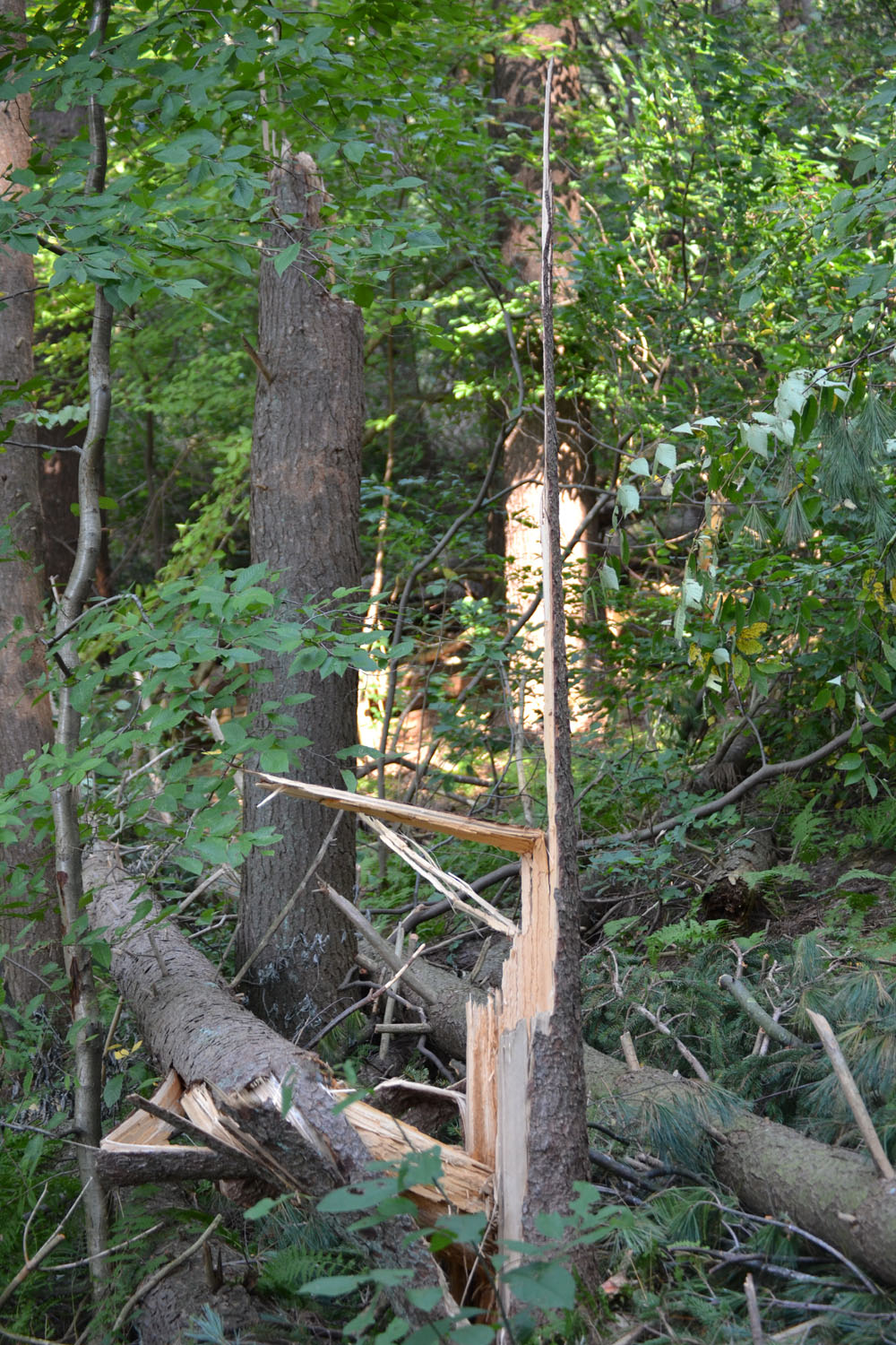 Woods Walks and Wildlife: Farewell to Summer