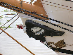 condor flying largest andean bird worlds soles holes last