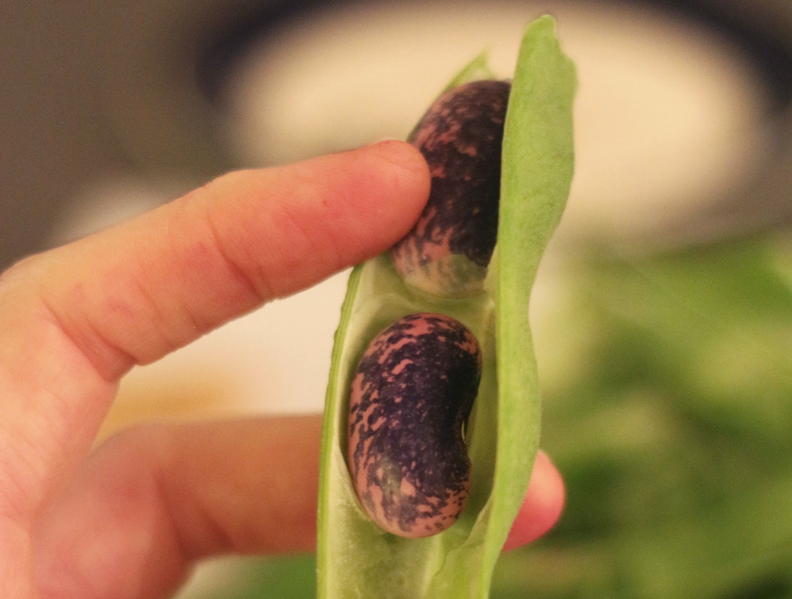 66 Square Feet (Plus) The bean counter