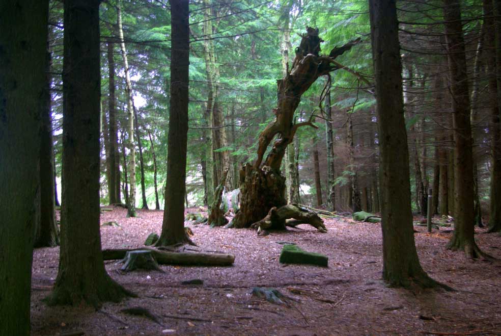 Out & About Shinning Cliff Woods & The Betty Kenny Tree