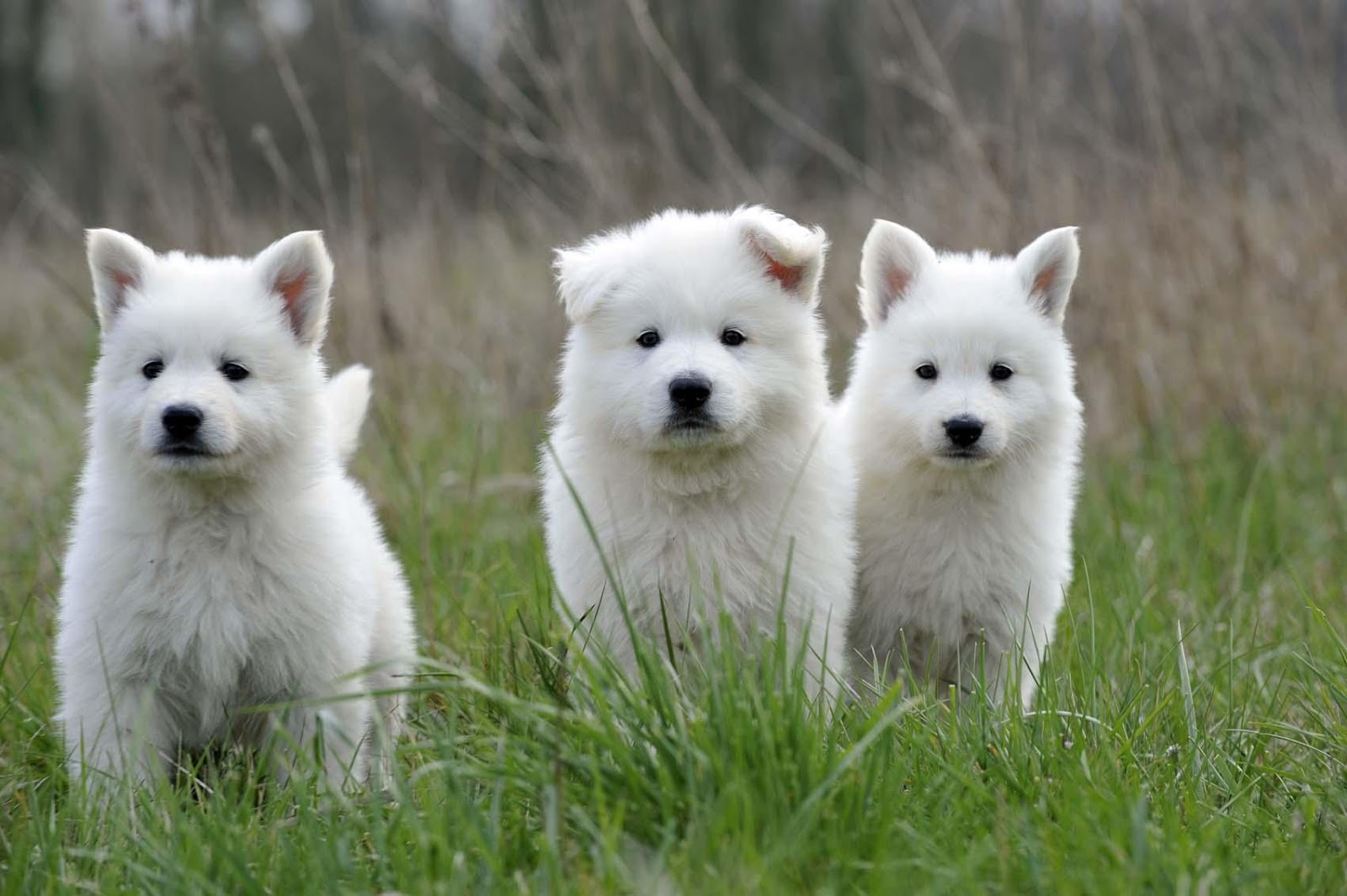 Berger Blanc Suisse | Animals Library
