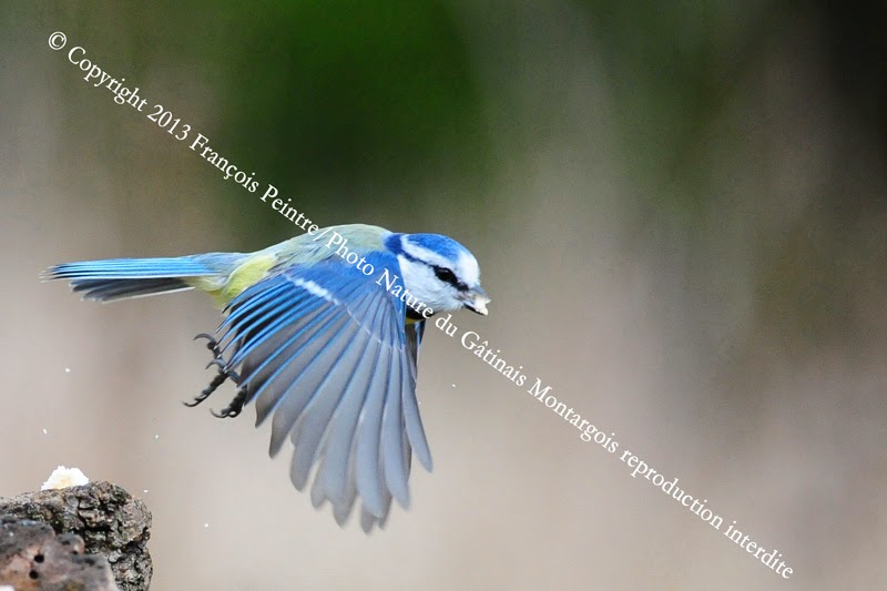 Mésange bleue