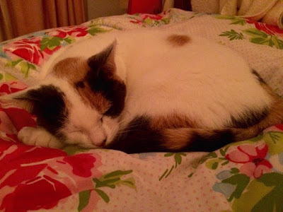 Adopting a cat G Beauty