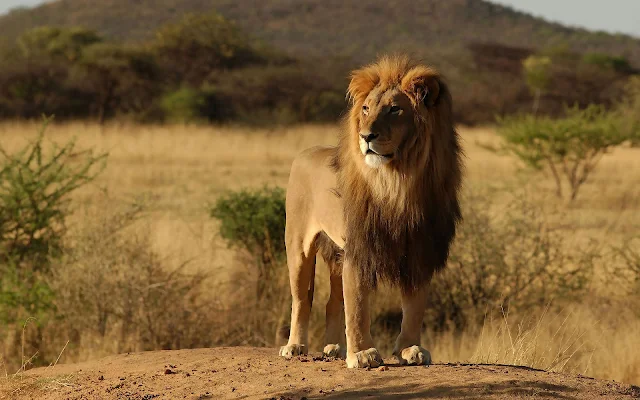 Foto van een leeuw in zijn natuurlijke omgeving