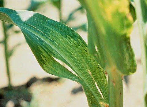 MEDIA PENYULUH PERTANIAN NURSETO AGUS HARYATMO.BLOGGER: PENGENDALIAN