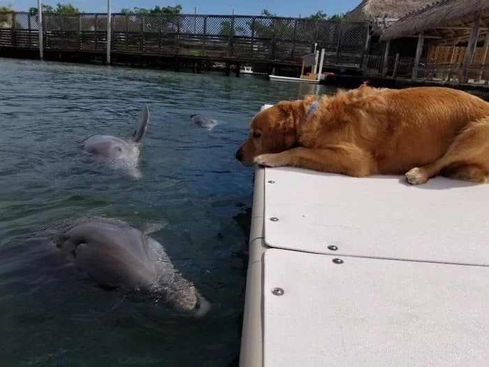 A Golden Retriever And A Dolphin Are Celebrating 8 Years Of Friendship That Blossomed After Meeting In Florida A Golden Retriever And A Dolphin Are Celebrating 8 Years Of Friendship That Blossomed After Meeting In Florida