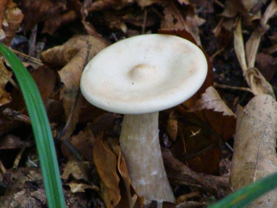 Infundibulicybe geotropa DSC24974