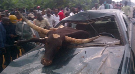 Car Accidents Caused By Cows Car Accidents Caused By Cows