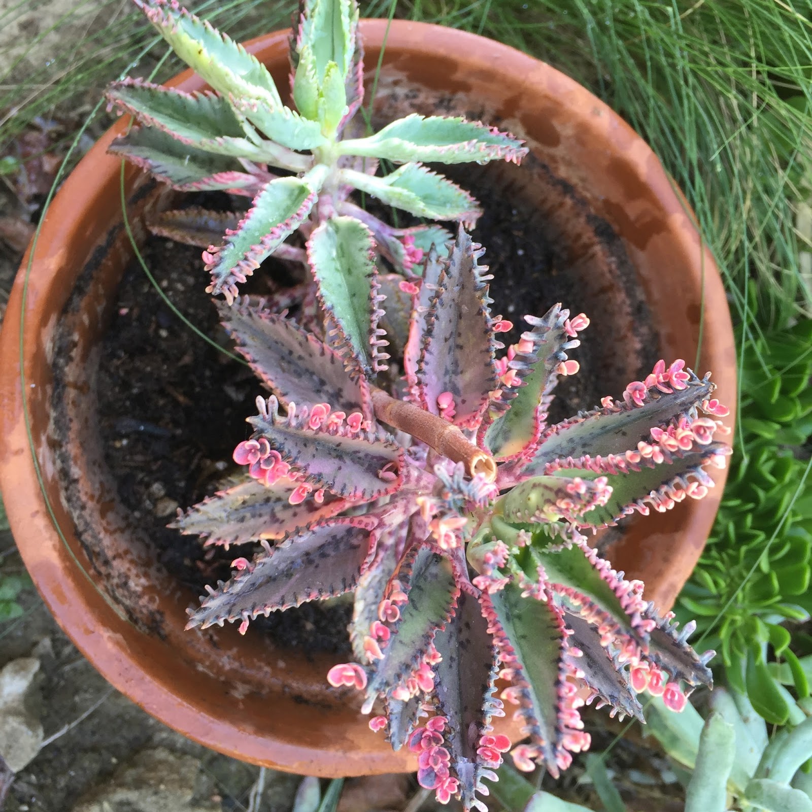 Succulent Succulence Deadheading It's Not As Bad As It Sounds